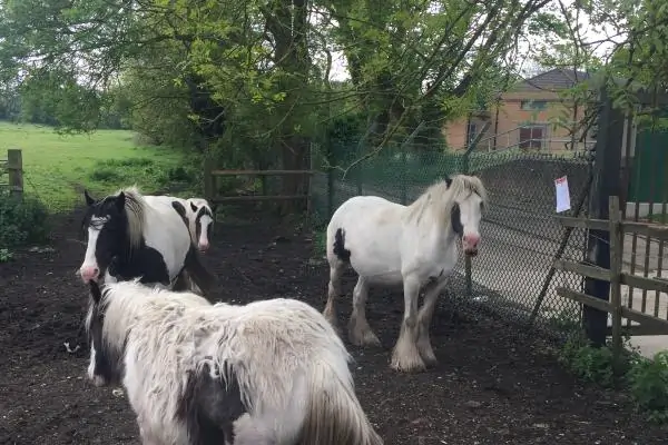 Horse Eviction