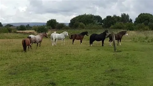unauthorised horses grazing