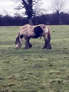 Horse Eviction