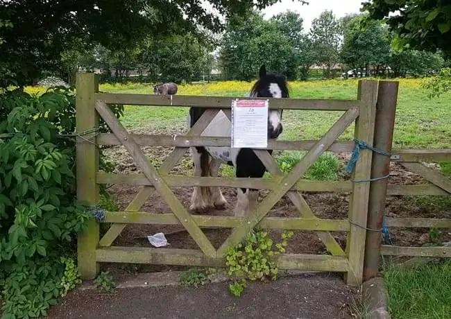 Horse Eviction Leicester