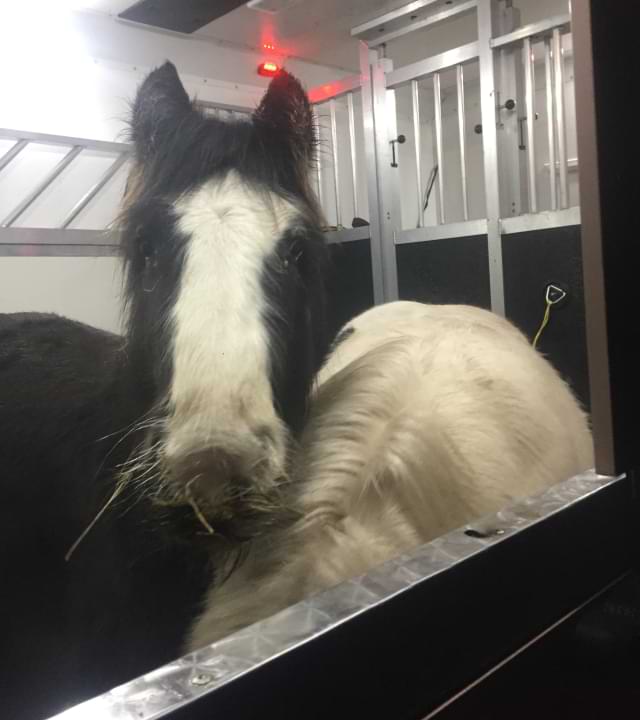 Horse Removal Reading